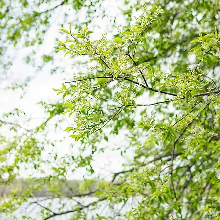 The Terwa * リーヒマキ